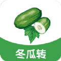 冬瓜转